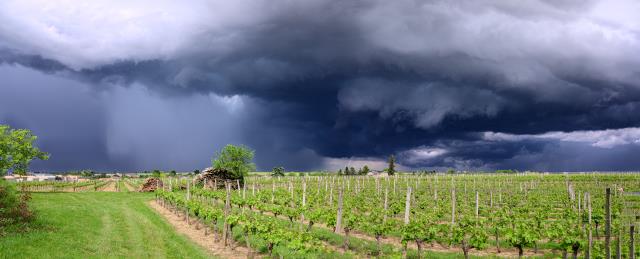 L'été particulièrement pluvieux a favorisé dans de nombreux vignobles l'apparition fulgurante du mildiou.