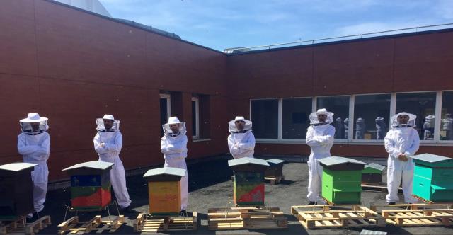 Les 5 ruches sur le toit du lycée François Rabelais de Dugny