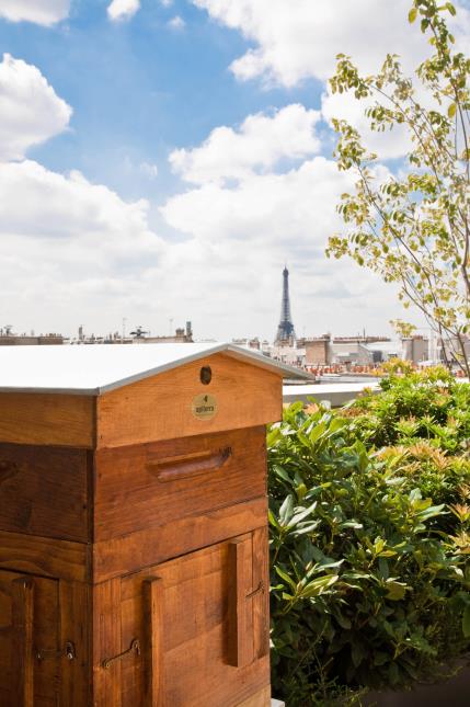 Les ruches sur le toit du Mandarin Oriental Paris.