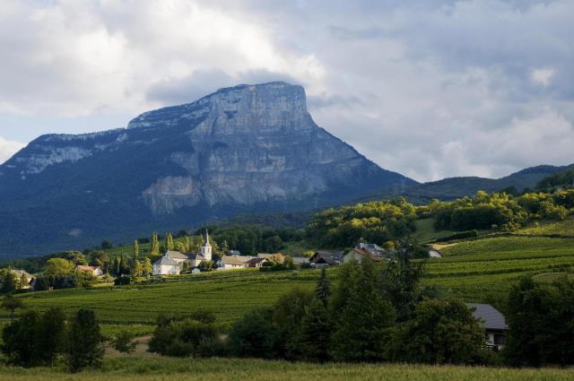 Vignoble d'Apremont, en Savoie.