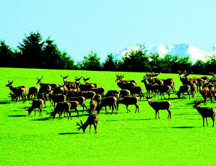 Biche-Nlle-Zelande.jpg