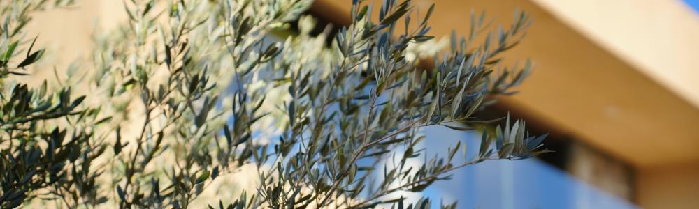 Photo de couverture de Les Regalia Hôtel 5* & Spa