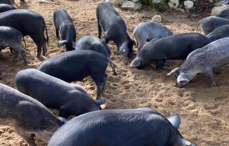 Image de Charcuterie Cesari Dominique