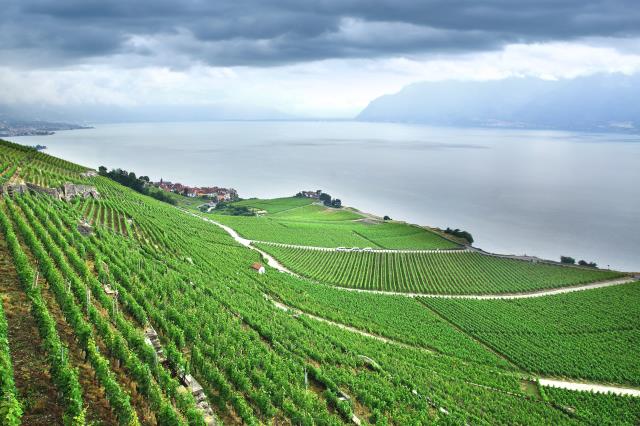 Le vignoble de Lavaux.