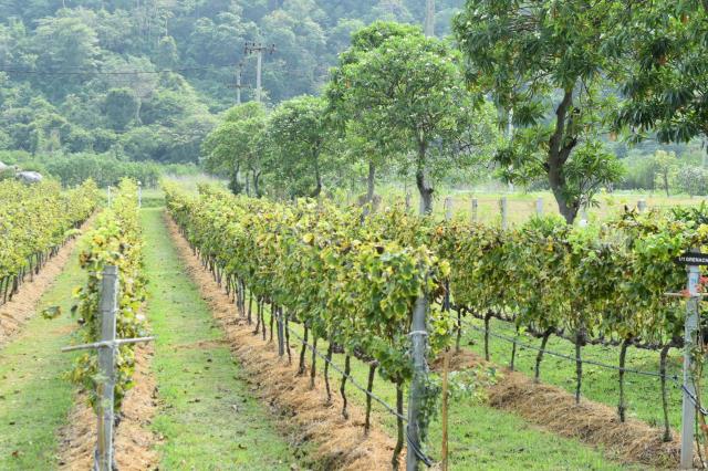 Un vignoble thaïlandais.