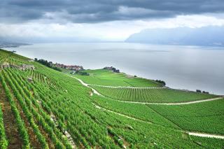 Le vignoble de Lavaux.