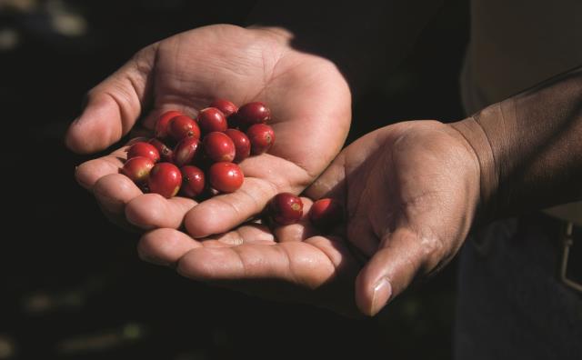 Des cerises de kona.