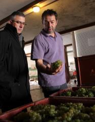 Vendanges 2012 : Pascal Agrapart présentent ses fameux chardonnays à Frédéric Bouché,...