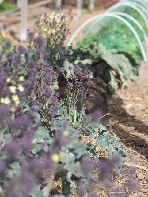 Le potager de Marcel Ravin au Monte-Carlo Bay.