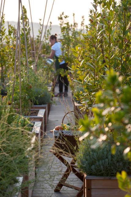 Ambiance bucolique dans le potager perché sur le rooftop.