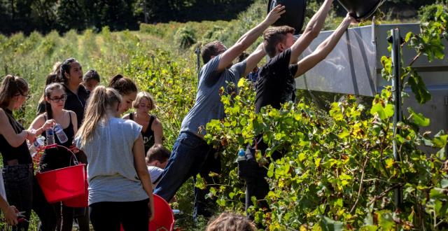 Les élèves de Martin Bret dans les vignes du Château Saint Jean Lez Durance