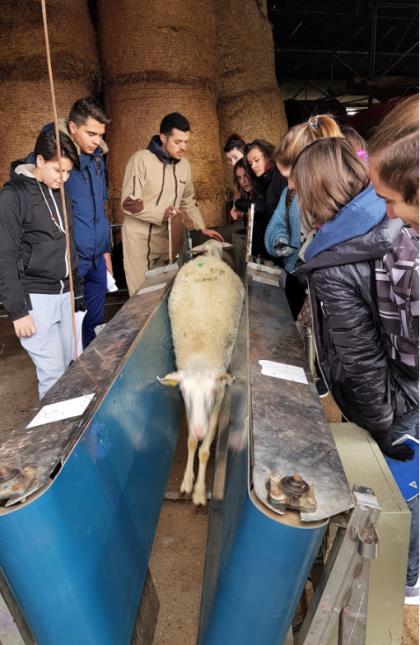 Le moment de la contention du mouton