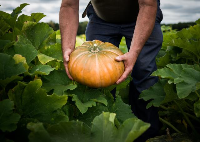 Des produits de qualité, cultivés dans le respect de l'environnement à moins de 200 km : le pari gagné de Jardins de Pays.