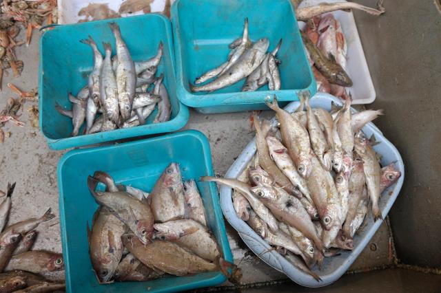 Les techniques de pêche doivent être prises en compte dans le choix des produits de la mer.