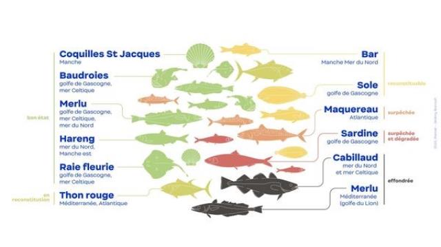 L'Ifremer fait le point sur l'état des populations de poissons exploitées en France.