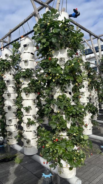 Dans la ferme sur les toits, on retrouve les fraises qui poussent en aéroponie. Les plants des fraisiers sont posés dans les trous des colonnes et sont fertirrigués (une pratique permettant d'appliquer de l'engrais à sa culture par le biais d'un système d