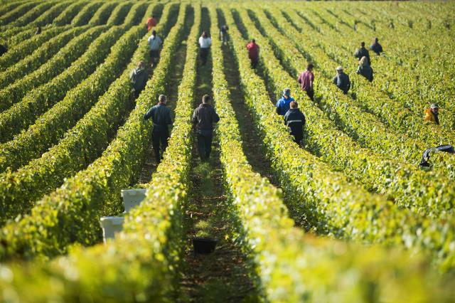 La maison Chassenay d'Arce compte 315 hectares de vignes, situées le long de l'Arce.