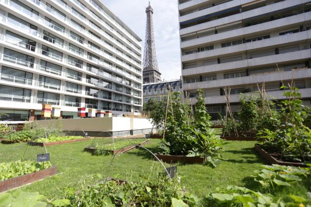 Locavorisme, environnement, team building… Le potager du Pullmann Paris Tour Eiffel poursuit plusieurs objectifs.