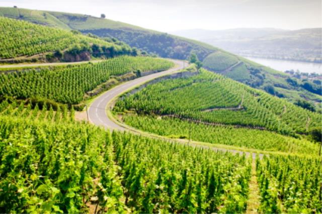 Vignoble de l'appellation Côte-Rotie.