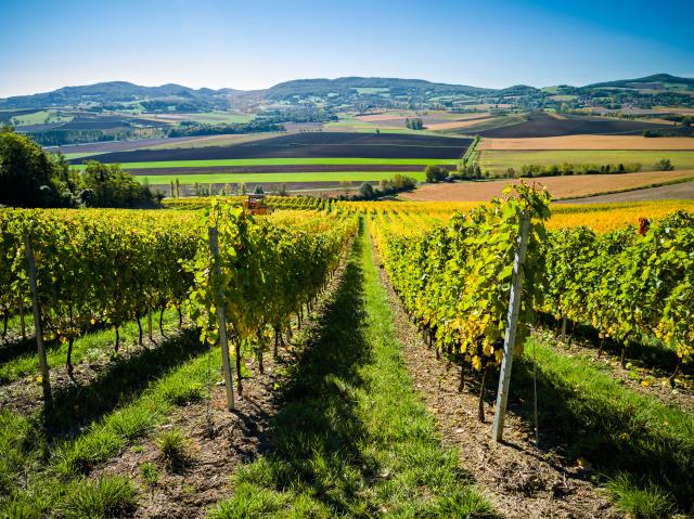 Vignes et vendanges en Auvergne.