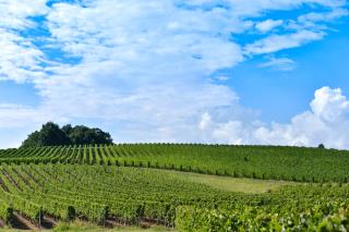 Vignoble bordelais.