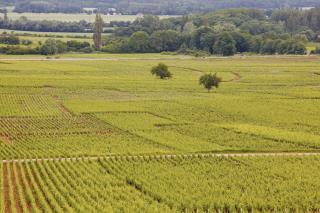 Le vignoble de Beaune.