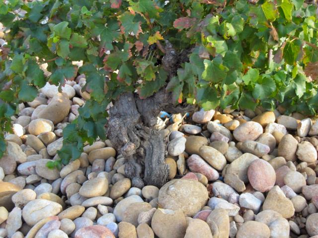 À Châteauneuf-du-Pape, la nature de sol tout à fait particulière : la vigne y est plantée dans les cailloux qui emmagasinent la chaleur et la restituent pendant la nuit