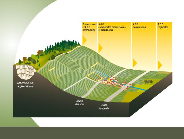 Côte de Nuits et côte de Beaune occupent les coteaux bien exposés est et sud-est. Les meilleurs climats sont situés à mi-coteau, soit entre 230 mètres et 320 mètres