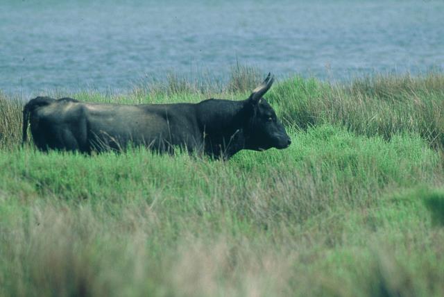 Taureau en Camargue