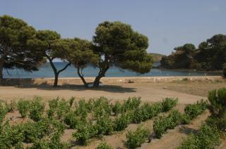 Le site exceptionnel du Clos des Paulilles
