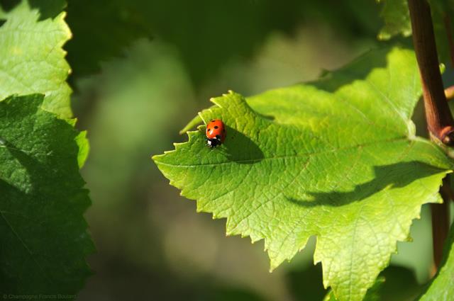 Francis Boulard limite l'usage de produits chimiques dans son vignoble.