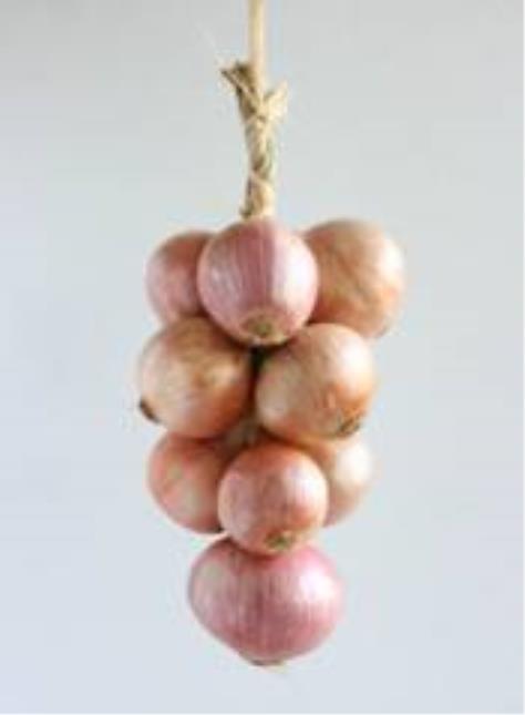 L'« Oignon de Roscoff » est présenté en tresses où les oignons sont rangés par ordre décroissant de taille.