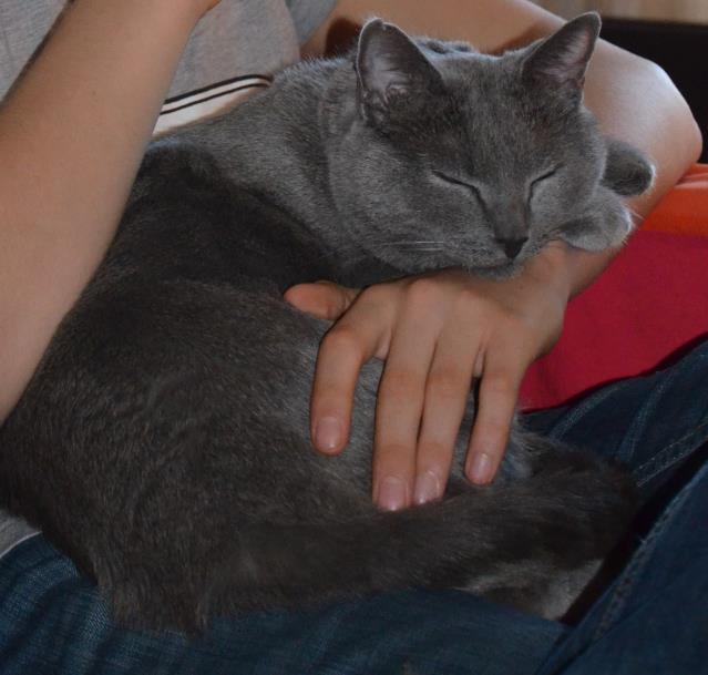 Le premier 'bar à chats' va ouvrir à Paris