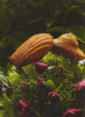 Madeleine Ispahan, recette harmonisée du livre 'Ispahan'.