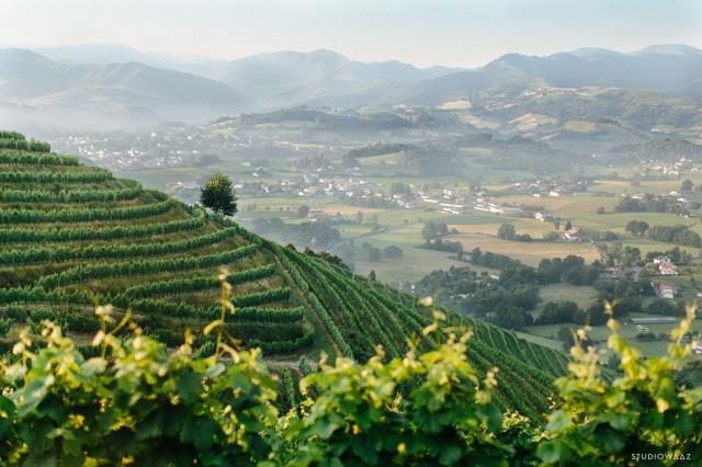 Irouléguy, vignes à Ascarat