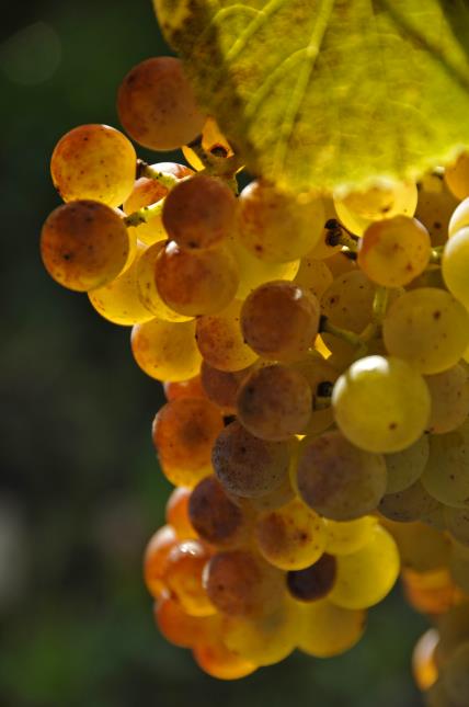 Grappe de Pacherenc