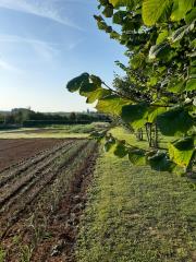 A l'Air du Temps, le potager du chef étoilé Sang Hoon Degeimbre s'étend sur 5 hectares et se situe...