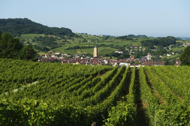 Arbois et son vigoble