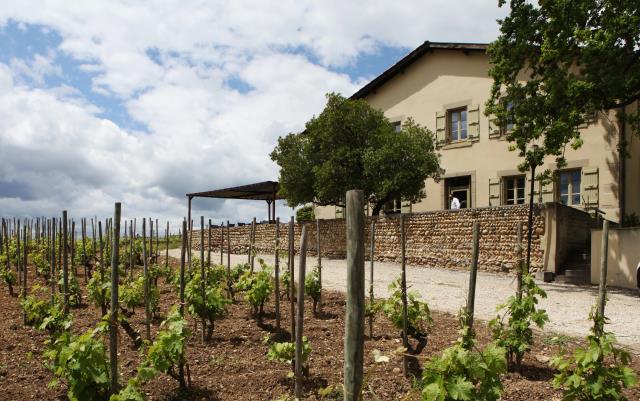 Propriété de la cave de Tain L'Hermitage, Maison Gambert est situé au milieu des vignes.