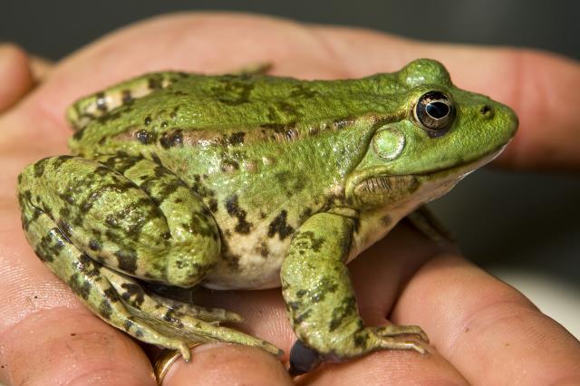 La France compte 3 élevages de grenouilles vertes.