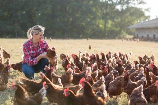 En France, un poulet sur deux est importé.