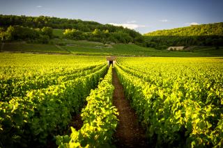 Vignoble à Savigny-les-Beaune.