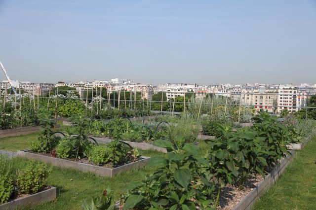 Jardin potager du Cordon Bleu Paris, dans le quartier de Beaugrenelle.