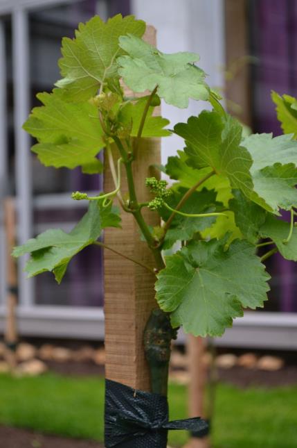 Les premières grappes du plant de vignes.