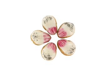 Petit chou, fleur Lady Rose.