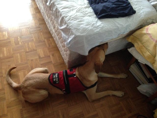 La truffe du chien renifleur Rocky de Dogscan est imparrable pour localisé les punaises de lit avant d'engager un traitement