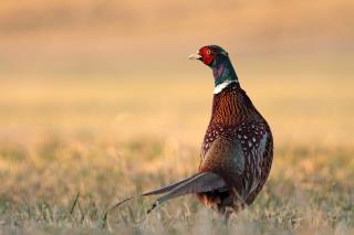 Vous ne pouvez en aucun cas servir du gibier acheté à un chasseur non déclaré (même s'il vous offre...