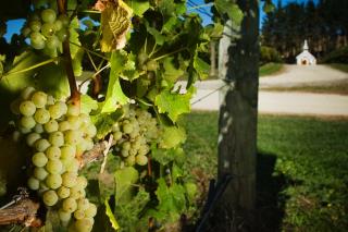 Sauvignon cépage le plus présent en NZ