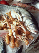 Poissons