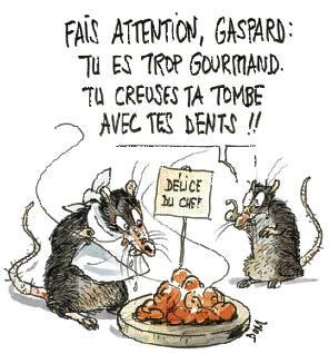 La mort aux rats, mortelle pour nos animaux de compagnie - Poigny